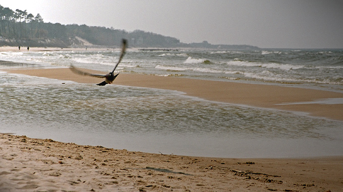 ...kilka dni temu na plaży w Ustce