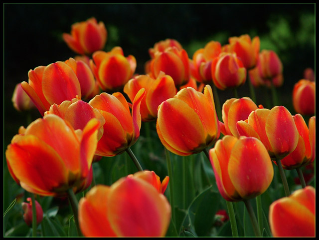 Tulipany