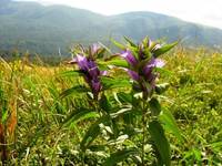 Bieszczady