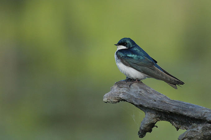 Nadobniczka drzewna(Tachycineta bicolor)