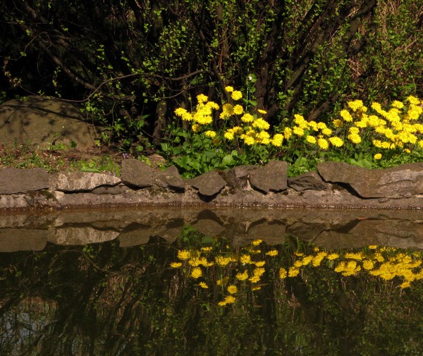 wiosna w ogrodzie botanicznym