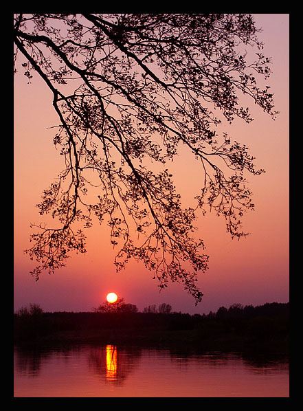 Narew