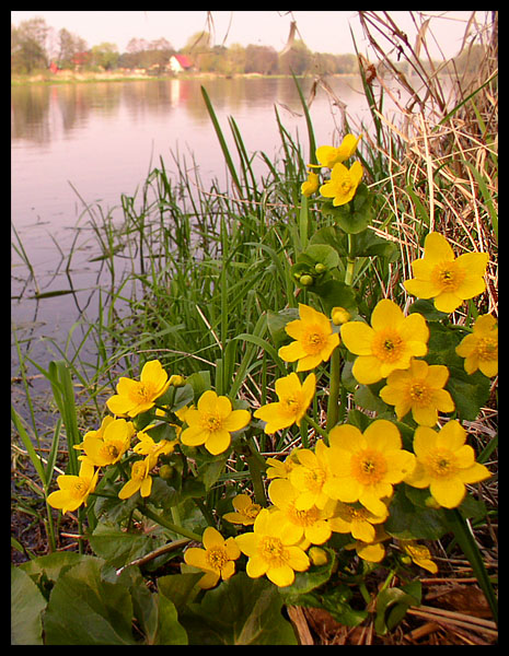 Kwitnąca Narew