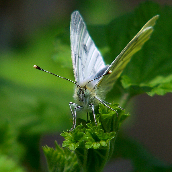 motyl