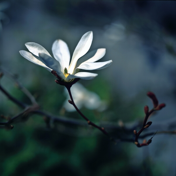 Wiosenne powiewy #2 Magnolia