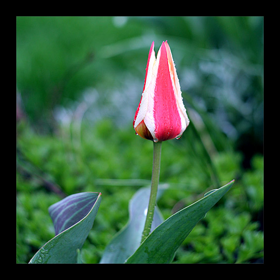 Tulip