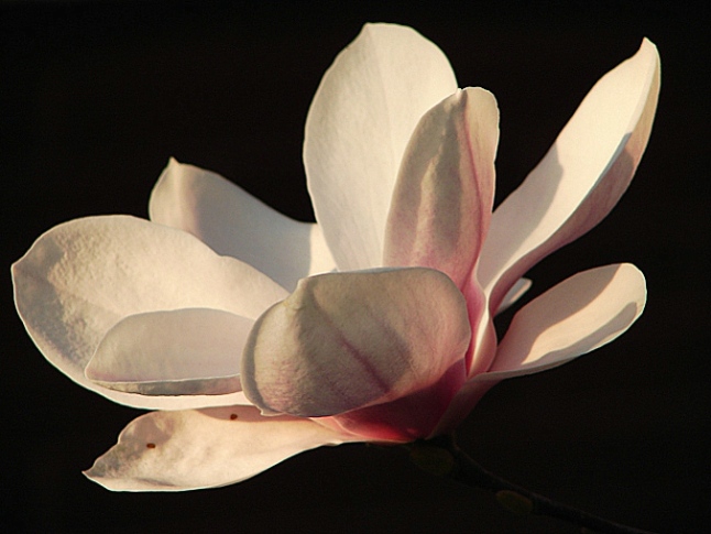 Magnolia