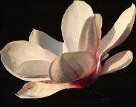 Magnolia