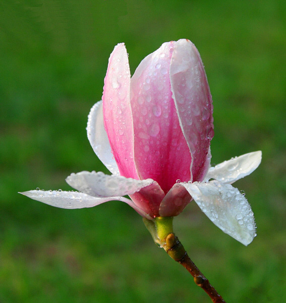 poranna magnolia