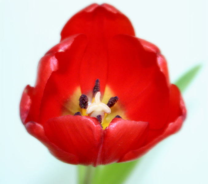 Tulipan