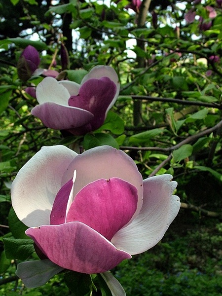 magnolia