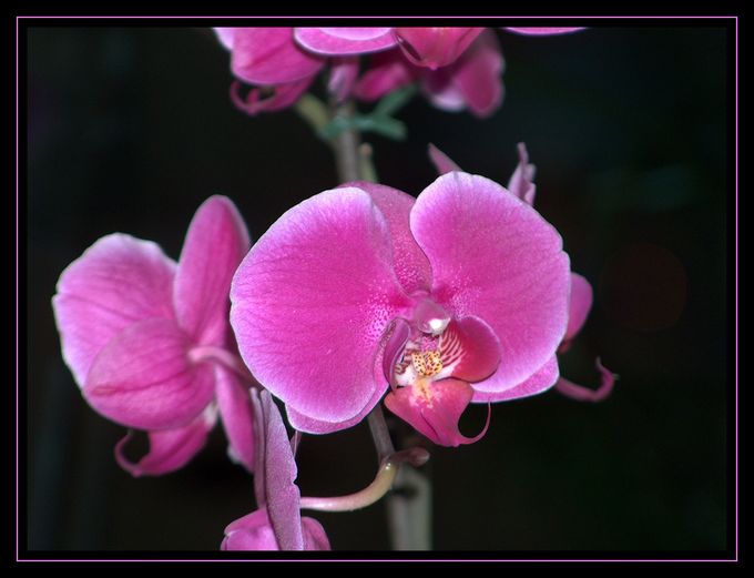 Phalaenopsis