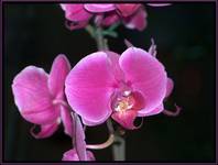 Phalaenopsis