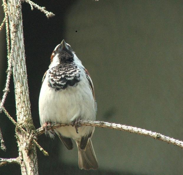 Mazurek (chyba)