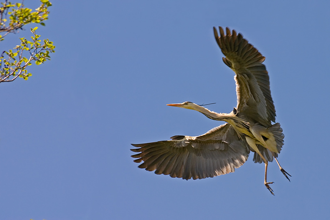 siwa