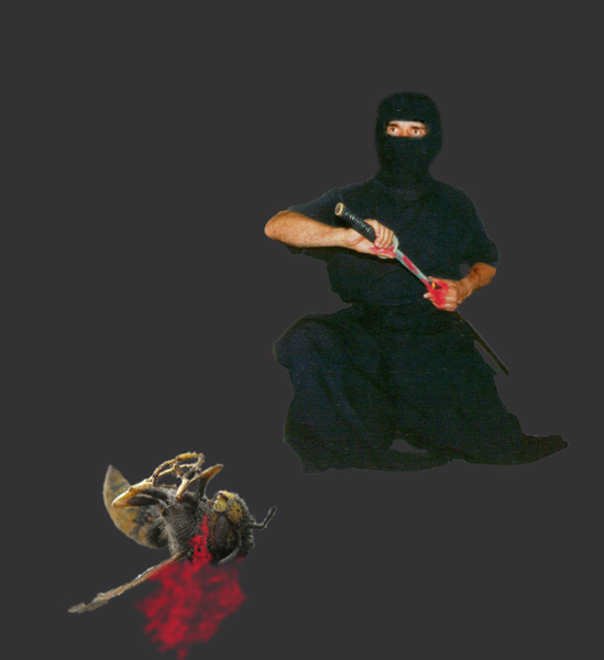 owadobójczy ninja