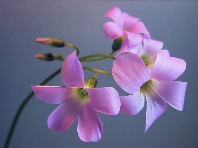 oxalis trianguliaris