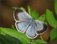 Modraszek wieszczek (Celastrina argiolus)