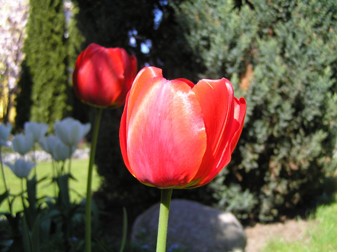 Tulipan