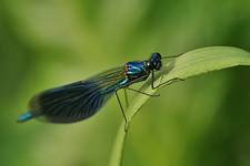 Świtezianka błyszcząca (Calopteryx splendens), samiec