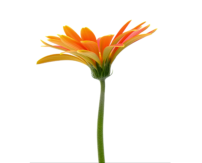 Gerbera