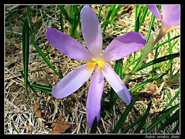 Krokus (szafran spiski) (łac.) Crocus scepusiensis