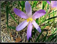 Krokus (szafran spiski) (łac.) Crocus scepusiensis