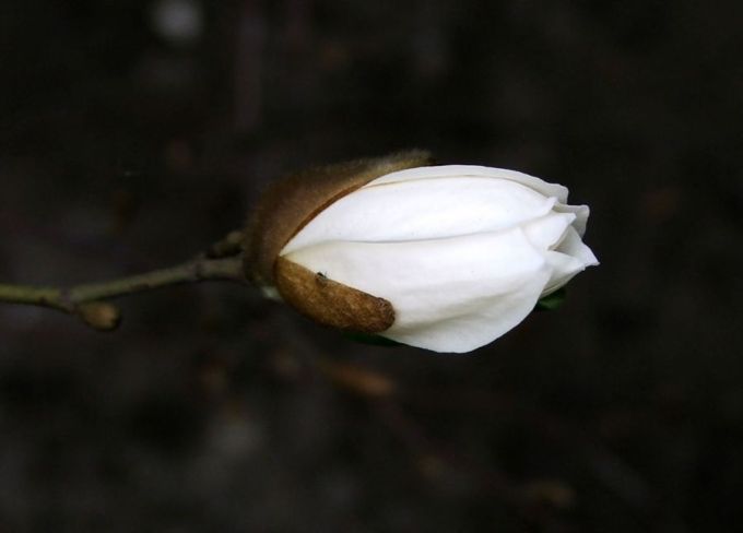 Magnolia