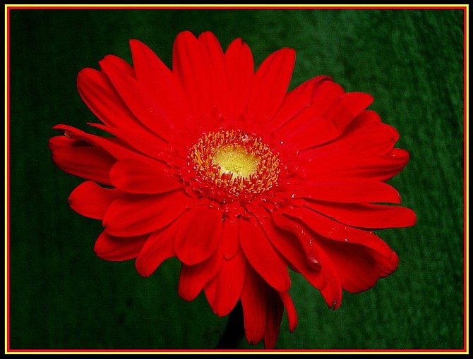 gerbera