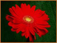 gerbera