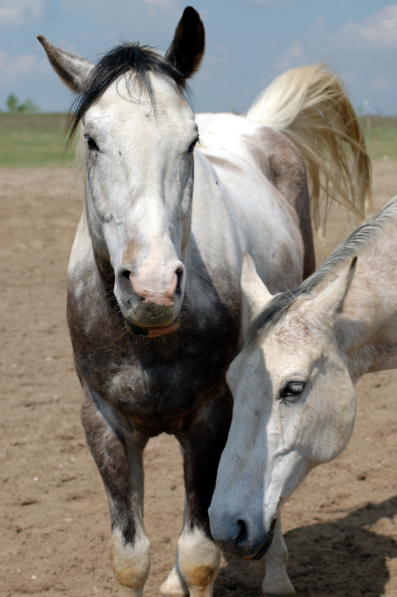 white horse