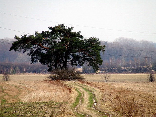 Drzewo na zakręcie