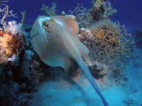 blue spotted stingray