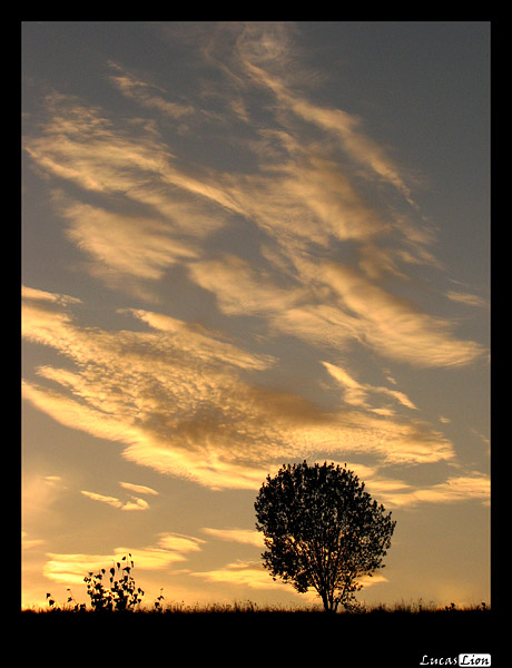 Sunset Tree