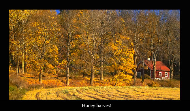 honey harvest