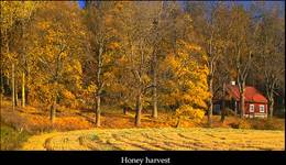 honey harvest