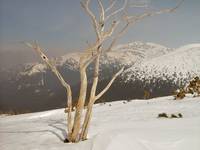 Tatry Siwe Sady