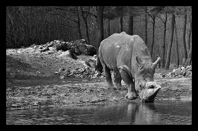 Nosorożec z Holandii