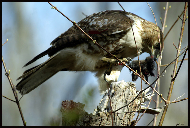 red- tailed hawk