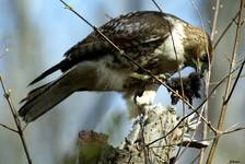 red- tailed hawk