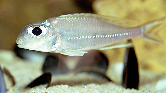 Xenotilapia