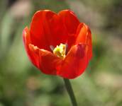 Tulip