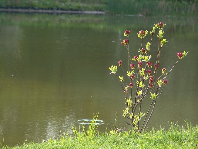 wiosna nad wodą