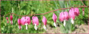 Dicentra formosa