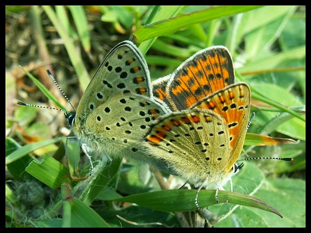 Lycaena tityrus