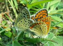 Lycaena tityrus