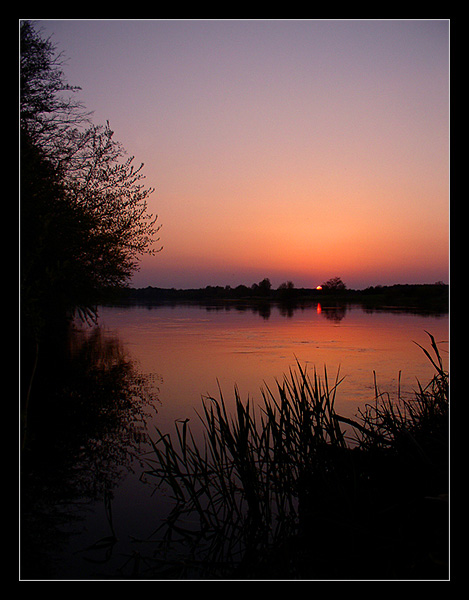 Narew