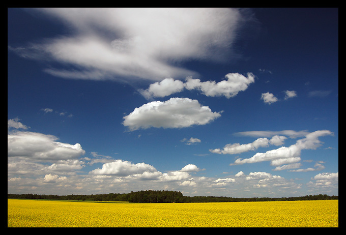 Niebiesko -żółty