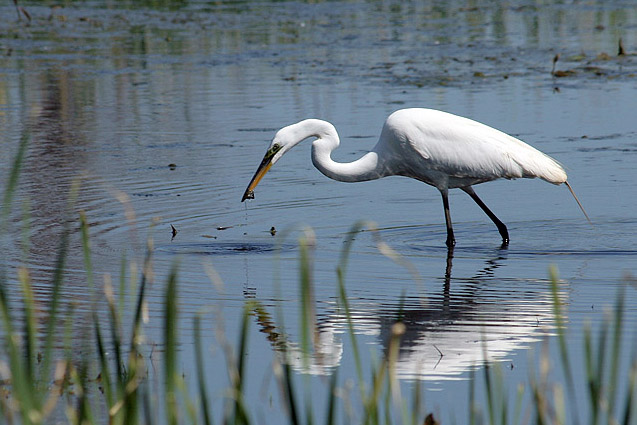 Czapla biala(Casmerodius albus)