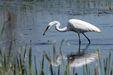 Czapla biala(Casmerodius albus)